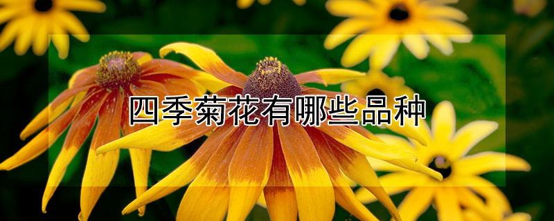 四季菊花有哪些品种 四季开的菊花品种