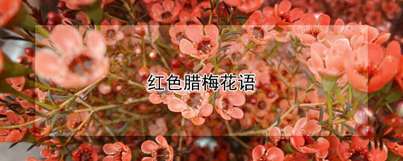 红色腊梅花语（黄色腊梅花语）