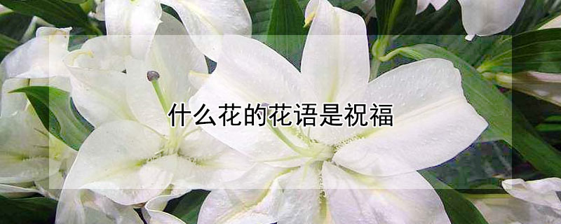 什么花的花语是祝福（什么花的花语是祝福健康）