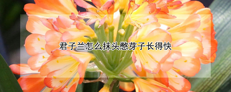 君子兰怎么抹头憋芽子长得快（君子兰憋芽子浇水方法）