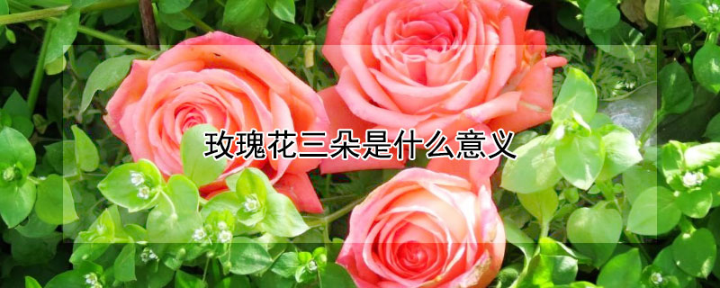 玫瑰花三朵是什么意义（玫瑰花3朵的含义）