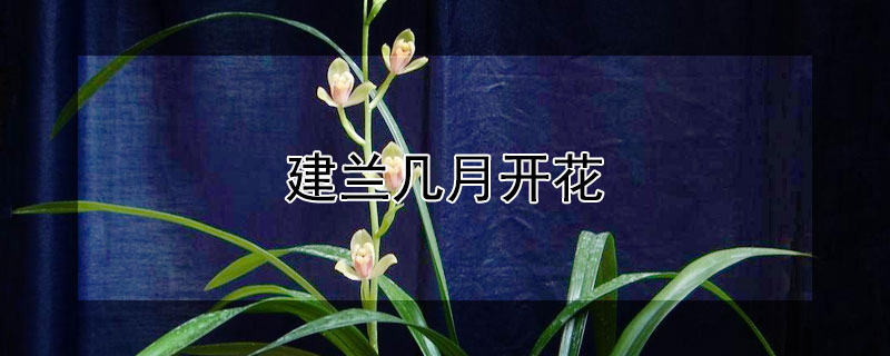 建兰几月开花 北方建兰几月开花