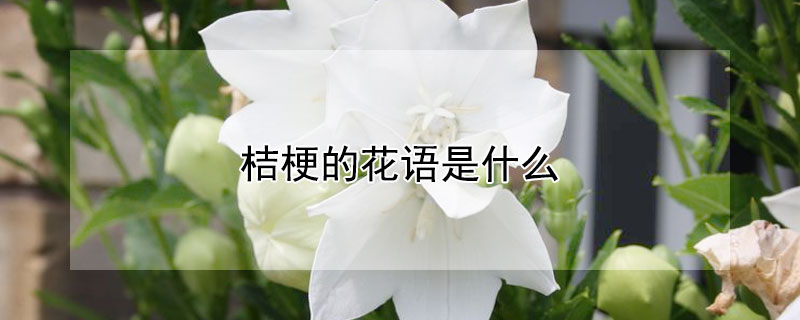 桔梗的花语是什么（桔梗的花语是什么?）