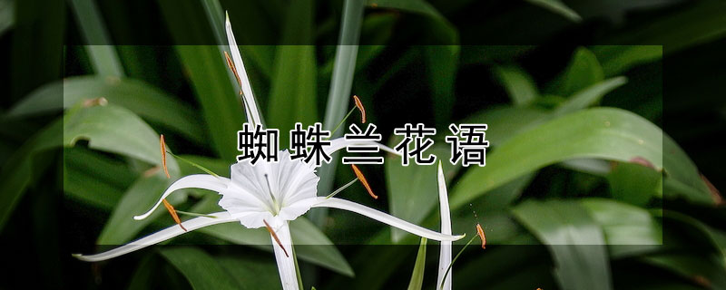 蜘蛛兰花语 蜘蛛兰寓意