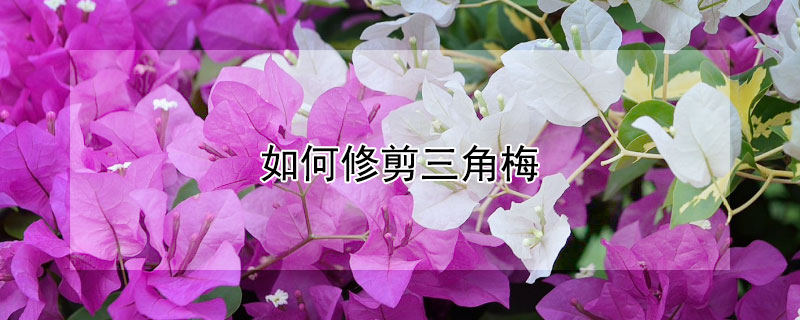 如何修剪三角梅（怎样修剪三角梅才能开花）