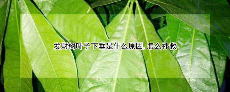 发财树叶子下垂是什么原因,怎么补救 发财树叶子下垂怎样挽救