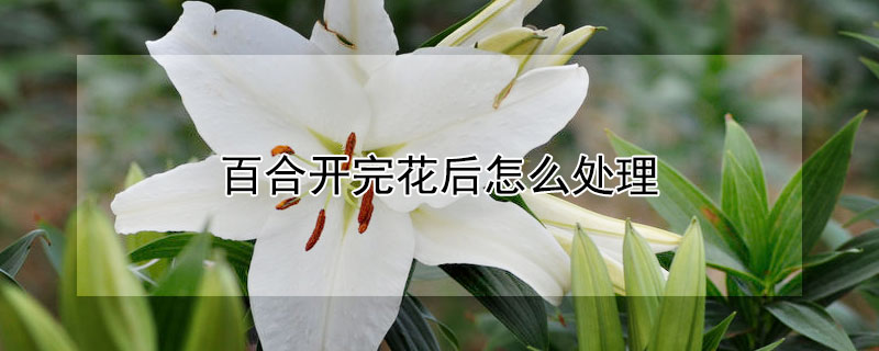 百合开完花后怎么处理 香水百合开完花后怎么处理