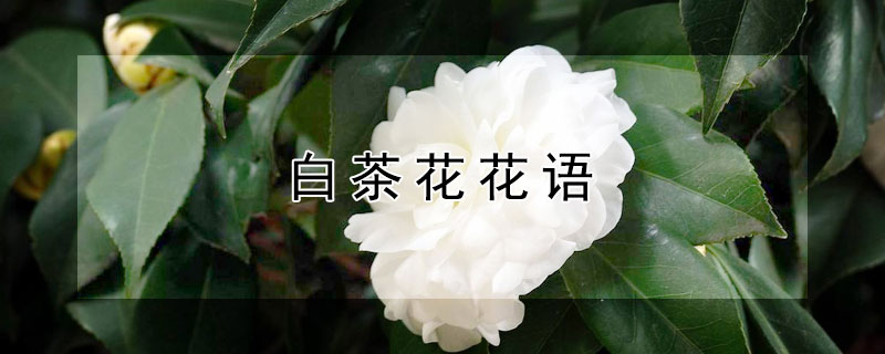 白茶花花语（白茶花花语 你怎能轻视我的爱 lofter）