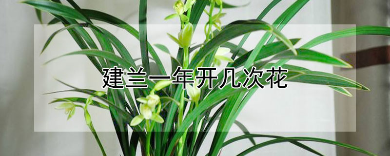 建兰一年开几次花 四季建兰一年开几次花