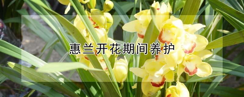 惠兰开花期间养护 惠兰开花条件