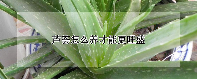 芦荟怎么养才能更旺盛 美容芦荟怎么养才能更旺盛