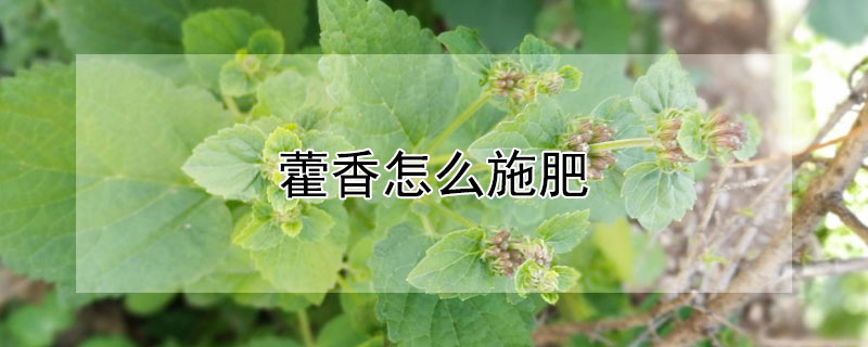 藿香怎么施肥（藿香正气能浇花吗）