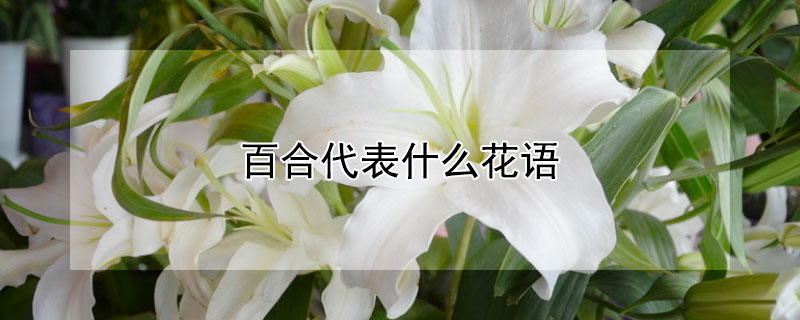 百合代表什么花语