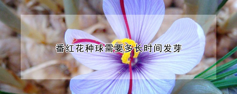 番红花种球需要多长时间发芽（红花种子多久发芽）