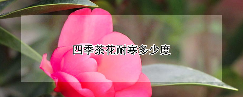 四季茶花耐寒多少度（四季茶花耐寒多少度?）