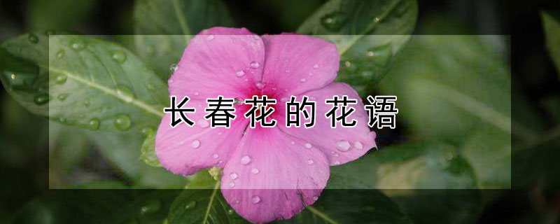 长春花的花语（长春花的花语和象征）