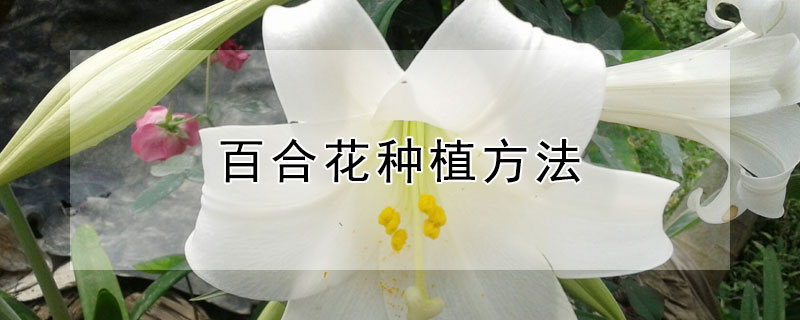 百合花种植方法 百合花种植方法图解