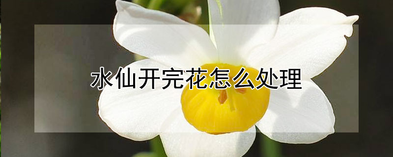 水仙开完花怎么处理（水仙花开过后怎样处理）