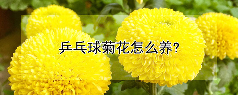 乒乓球菊花怎么养?（乒乓球菊花怎么养殖方法）