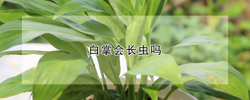 白掌会长虫吗 白掌容易长虫吗