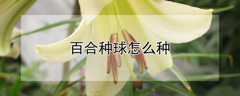 百合种球怎么种 百合种球怎么种植方法视频