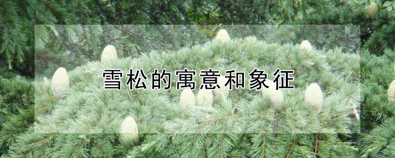 雪松的寓意和象征 雪松的寓意和象征意义