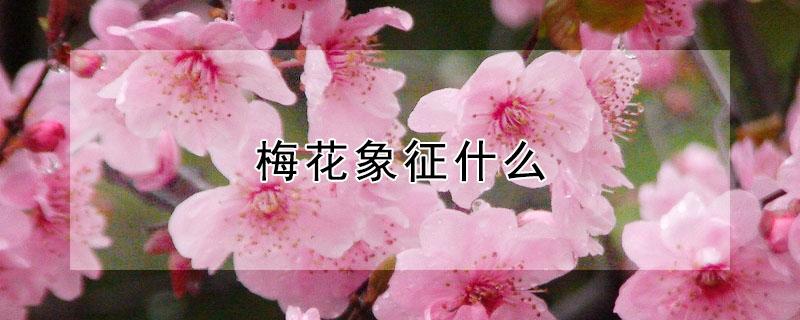 梅花象征什么（梅花象征什么人）