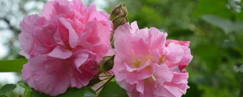 芙蓉花花语（芙蓉花花语寓意）