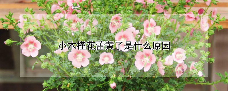 小木槿花蕾黄了是什么原因（木槿花蕾发黄怎么办）