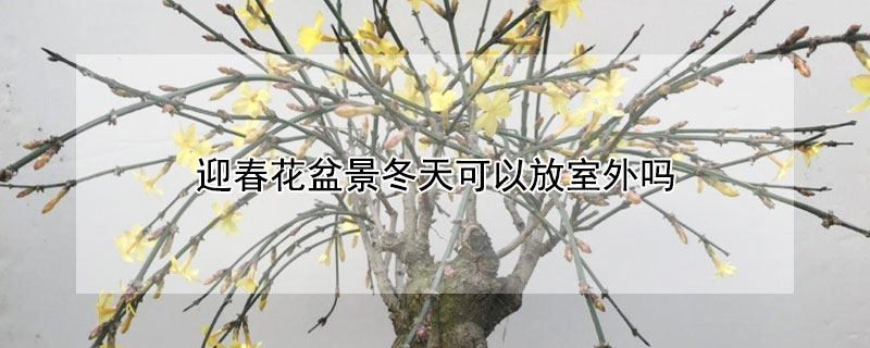 迎春花盆景冬天可以放室外吗 盆栽迎春花长期放室内可以吗