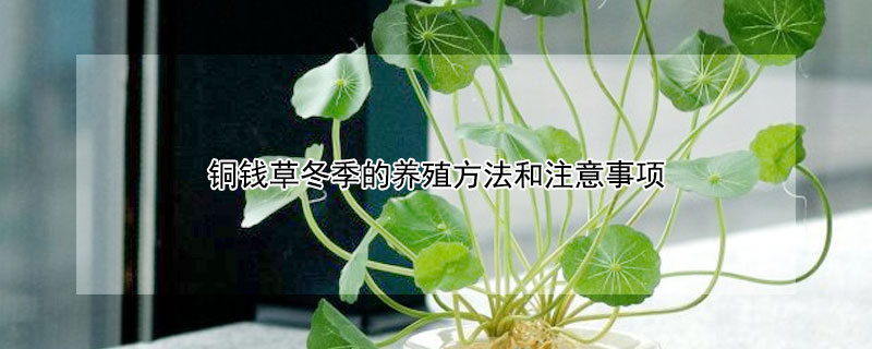 铜钱草冬季的养殖方法和注意事项 铜钱草冬天的养殖方法和注意事项