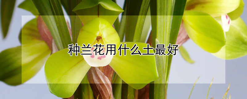 种兰花用什么土最好（栽种兰花用什么土好）