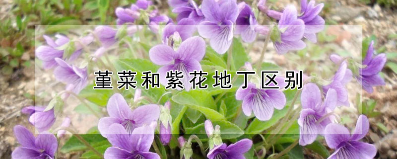 堇菜和紫花地丁区别（地丁草和紫堇的区别）