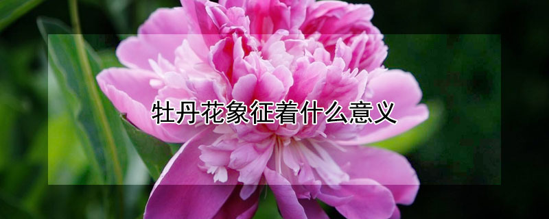 牡丹花象征着什么意义（牡丹花象征着什么意义?）