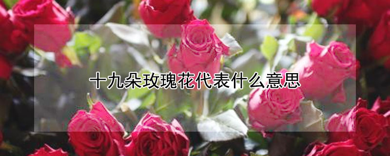 十九朵玫瑰花代表什么意思（十九朵玫瑰花代表什么意思?）