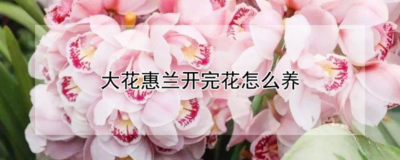 大花惠兰开完花怎么养 蕙兰开完花后怎么养