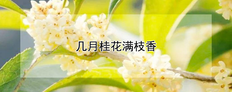 几月桂花满枝香 几月桂花遍地香