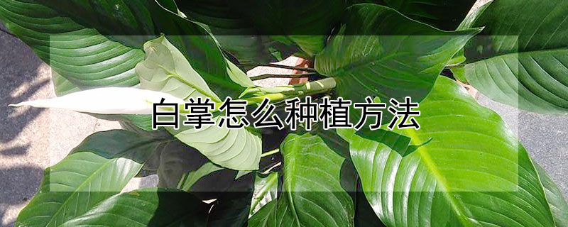 白掌怎么种植方法 白掌怎样移栽