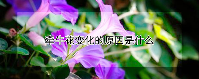 牵牛花变化的原因是什么 牵牛花的变化过程和变化的原因