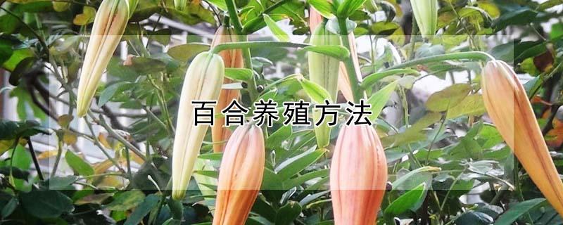 百合养殖方法 绿植百合养殖方法