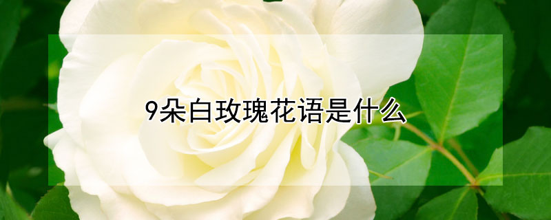 9朵白玫瑰花语是什么 9朵白玫瑰真正的花语