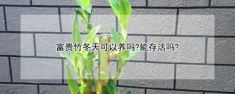 富贵竹冬天可以养吗?能存活吗? 富贵竹冬季能养活吗