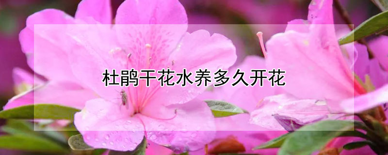 杜鹃干花水养多久开花（杜鹃干花怎么养）