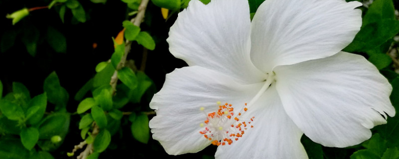 扶桑花花语 扶桑花在泰国的寓意