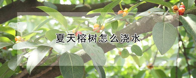 夏天榕树怎么浇水 夏季榕树怎么浇水