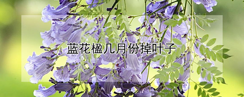 蓝花楹几月份掉叶子（蓝花楹几月落叶）