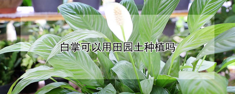 白掌可以用田园土种植吗 白掌可以用营养土种吗