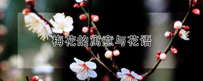 梅花的寓意与花语 梅花的花语寓意象征着什么