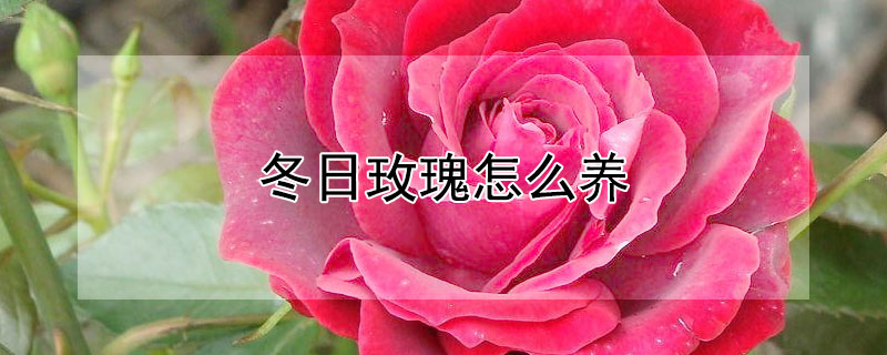 冬日玫瑰怎么养（冬天玫瑰花怎么养活）