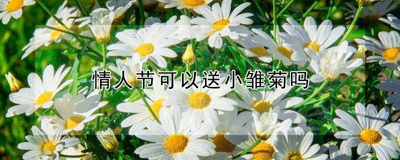 情人节可以送小雏菊吗（清明节可以送小雏菊吗）